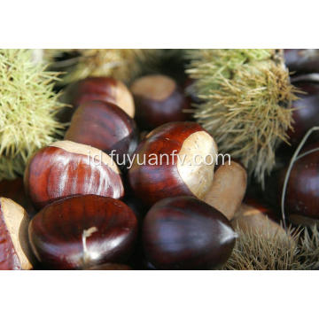 Dijual bersih Chestnut segar